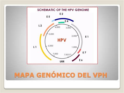 Ppt Infeccion Por Virus De Papiloma Humano Vph Powerpoint