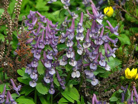 Corydalis - Alchetron, The Free Social Encyclopedia