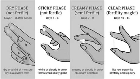 Menstrual Cycle Ovulation Discharge