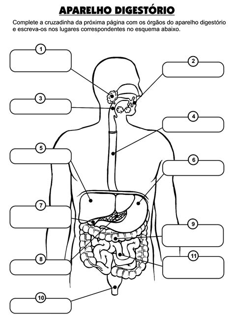 Exercícios Sobre Sistemas Do Corpo Humano 6 Ano Com Gabarito - Exercícios Sobre Tecidos Do Corpo Humano 6 Ano Com Gabarito - RETOEDU