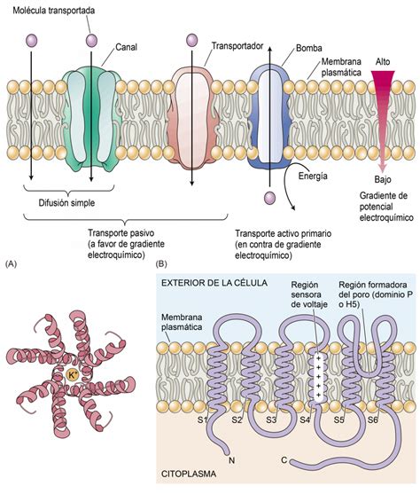 Osmosis Difusi N Permeabilidad Y Transporte De Solutos En Las Plantas