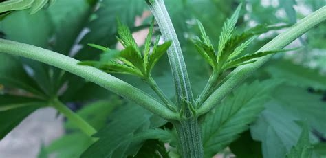 Can Anyone Tell What Sex This Plant Is Grow Question By GameCat