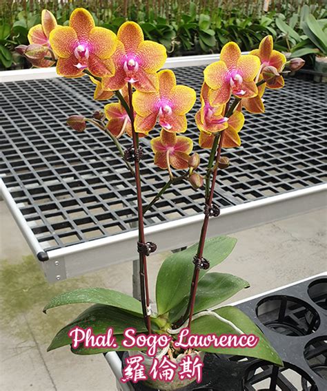 Phal. Sogo Lawrence уцінка (Орхідея, Підлітки фаленопсисів (роздрібні ...
