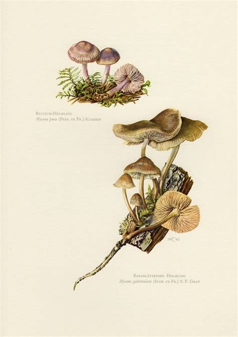 LILAC BONNET MUSHROOM Or Common Bonnet Vintage Lithograph From 1962 By