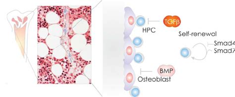 6: The hematopoietic stem cell niche | Download Scientific Diagram