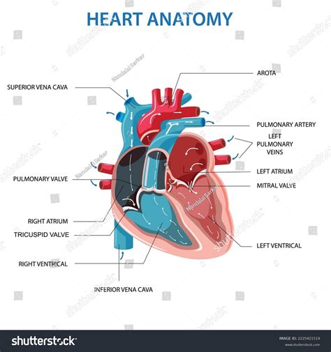 Anatomy Human Heart Cross Sectional Diagram Stock Vector Royalty Free 2225421519 Shutterstock