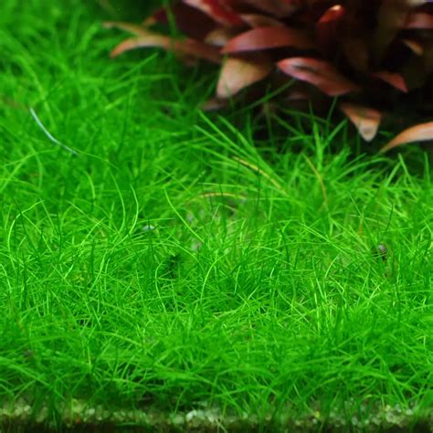 In Vitro Eleocharis Sp Mini In Vitro Puszka Cm Xxl Sklep