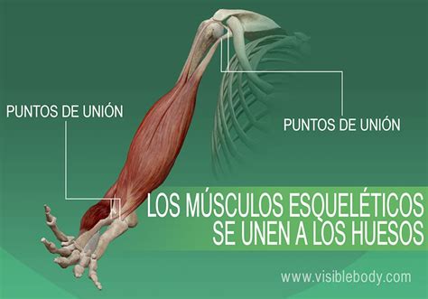 Reseña general sobre los músculos Aprenda anatomía muscular