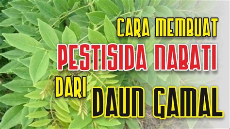 Cara Membuat Pestisida Nabati Dari Daun Gamal Youtube