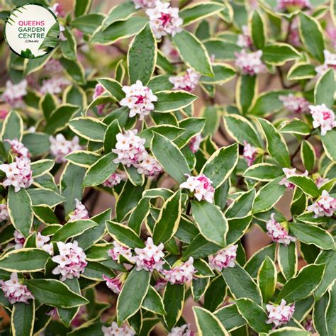 Buy Winter Daphne (Daphne odora) Online in Australia – Queens Garden Centre