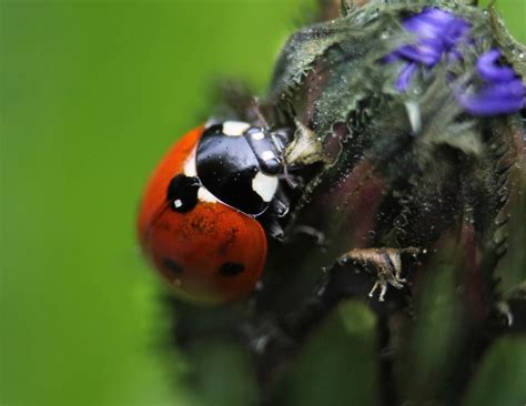 Macro Image Of A Ladybug Smithsonian Photo Contest Smithsonian Magazine