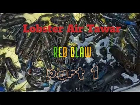 Lobster Air Tawar Lat Red Claw Di Kolam Terpal Bulat Bagian Youtube