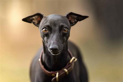 Everything You Need to Know About Fat Italian Greyhounds