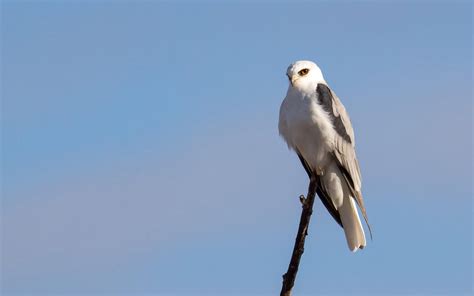 White-tailed Kite | Audubon Field Guide