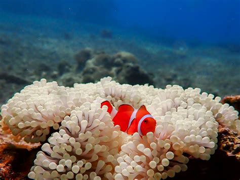 Another Day Without Manta Rays... But the Coral Reefs are Abundant with Life | Viking Scuba Kabira