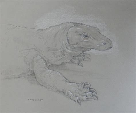 Zoo Sketch Komodo Dragon In 2020 Komodo Dragon Animal Paintings Dragon