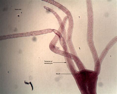 Class Hydrozoa (The hydroids) - Dr. Peat's Biology Page