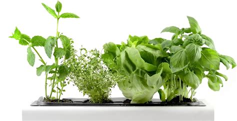 AeroGarden Alternatives: Top 5 Picks for All Budgets