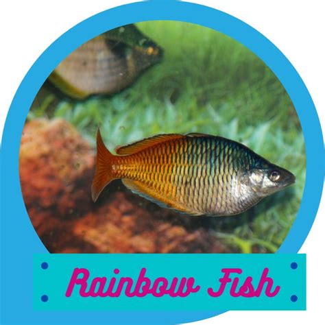 Rainbow Fish | Rainbow fish, Fish pet, Fish