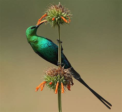 Admire The Stunning Beauty Of The Malachite Honeysuckle Nectarinia