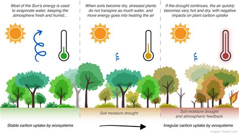 Soil Moisture Drives Year To Year Change In Land Carbon Uptake