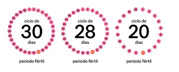 Quando Acontece O Periodo Fertil - Tudo sobre período fértil: Quando acontece e como calcular?