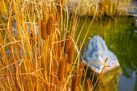 Premium Photo Reeds On The Background Of The Lake In The Daytime