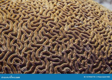 Closeup Of Boulder Brain Coral Pattern Stock Photo Image Of Marine