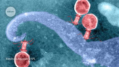 CRISPR tools found in thousands of viruses could boost gene editing 