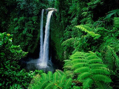 Rainforest Waterfall Wallpapers - Top Free Rainforest Waterfall ...