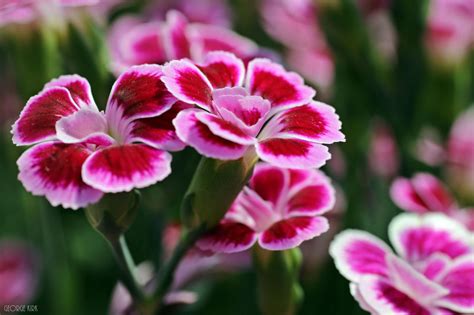 Dianthus Pink Kisses by George---Kirk on DeviantArt