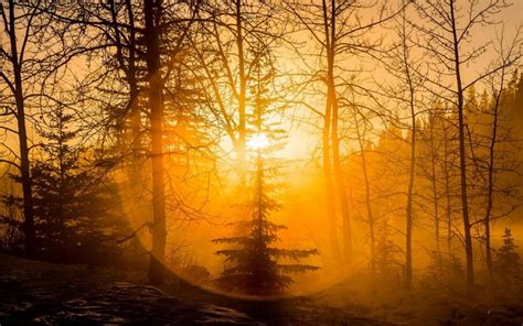 Sunlight Landscape Forest Sunset Nature Snow Winter Photography