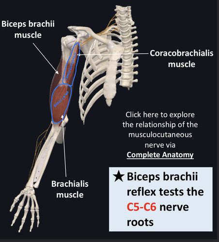 Proximal Limb Anatomy Upper Limb Flashcards Quizlet