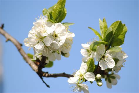 Free Images Nature Branch Fruit Leaf Flower Summer Food Spring