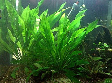 Large Amazon Bleheri Sword 12-15 Inches Tall | Live Freshwater Aquatic Plant | Aquarium Plants