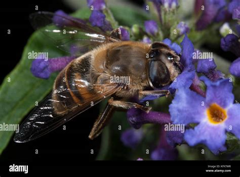 Species Of Dronefly Hi Res Stock Photography And Images Alamy