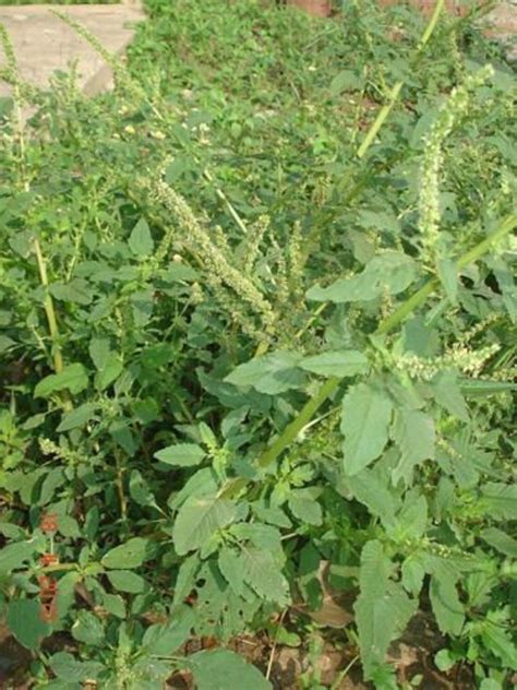 100 Seeds Amaranthus Spinosus Spiny Amaranth Thailand Herbs Etsy