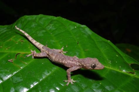 Wild Herps - Hemidactylus sp