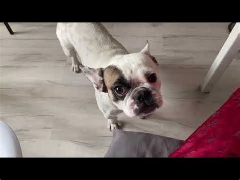 Французский бульдог возвращается на сухой корм - YouTube