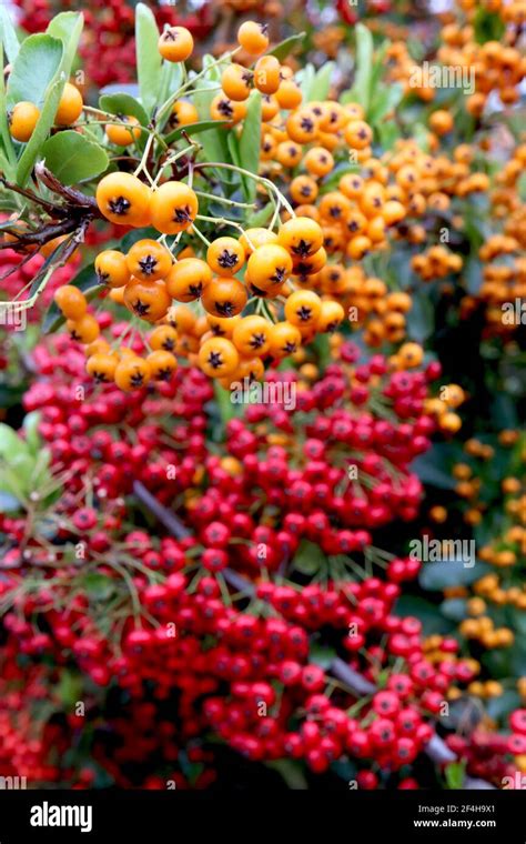 Pyracantha Coccinea And Orange Glow Firethorn Orange And Red Berries