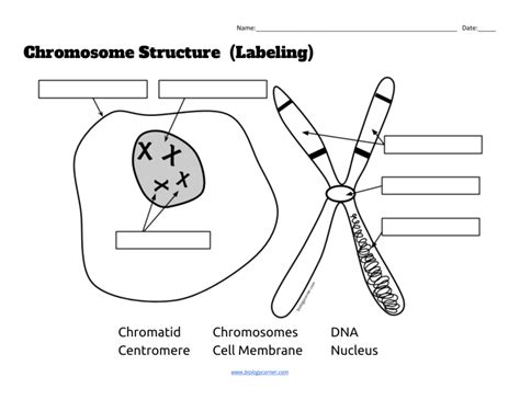 Chromosome Structure Worksheet Labeling Activity