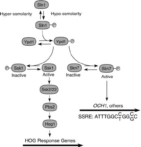 Sln1 Branch Of The Hog Pathway The Sln1 Sensor Kinase Is Download Scientific Diagram