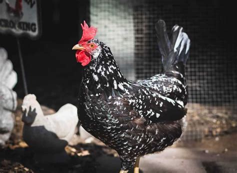 Ancona Chicken: Info, Traits & Care Guide (With Pictures) | Animal World