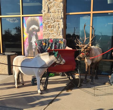 Comet delivered... - Monkey See Monkey Do Exotic Petting Zoo