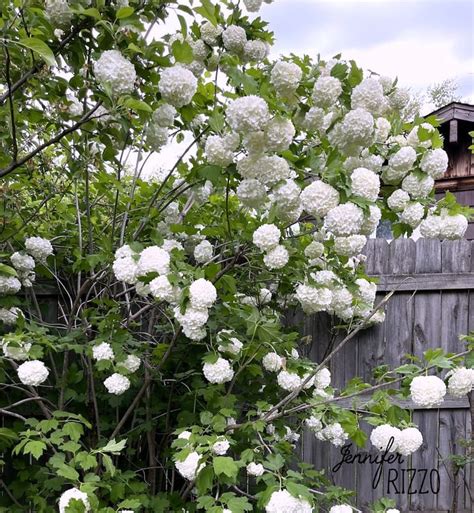 How To Grow A Snowball Bush Viburnum With Care And Planting Tips Jennifer Rizzo