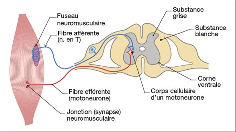 Le réflexe myotatique Annale corrigée ancien programme Annabac