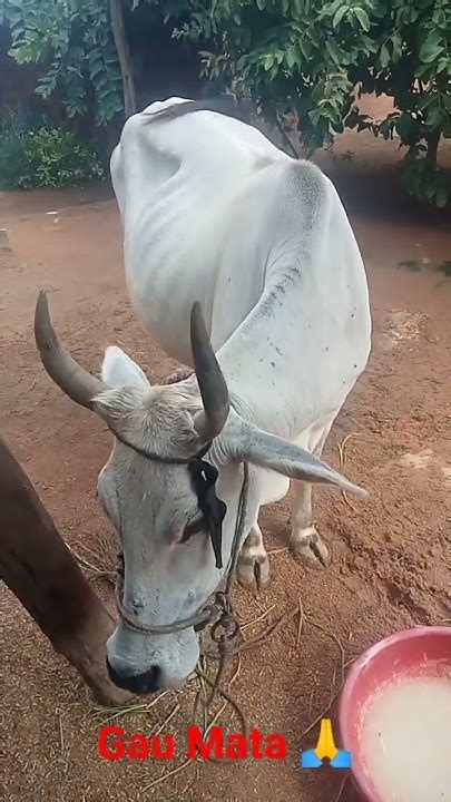 🙏जय गौ माता🙏gau Mata Status🙏🚩🚩🚩🚩 ️ ️ ️ ️ जय गौ माता Status