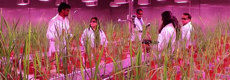 Irri Develops First Speed Breeding Protocol For Rice International Rice Research Institute