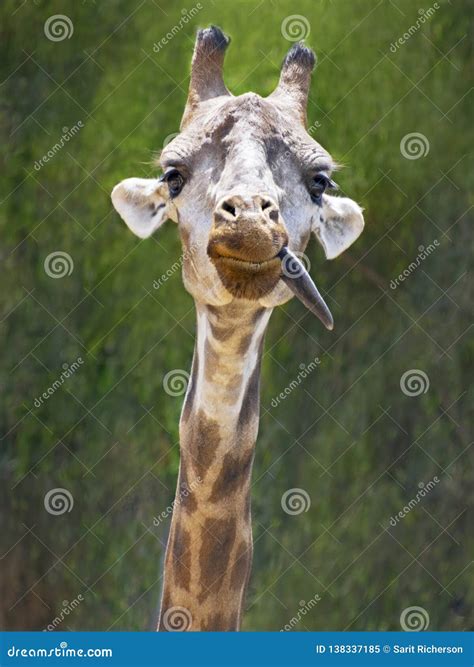 Silly Young Giraffe Sticking Its Tongue Out Stock Image - Image of ...