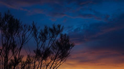 Blue Sky Sunset Trees Branches Night Silhouette Dark Background 4k Hd Dark Background Wallpapers